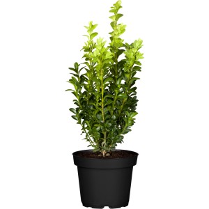 Kleiner, grüner OBI Buchsbaum (Buxus sempervirens) im schwarzen Topf, ca. 10-20 cm hoch.