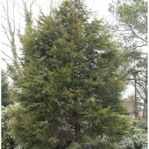 Gelbe Leyland Zypresse Castlewellan Gold, 125-150cm, Strauch.