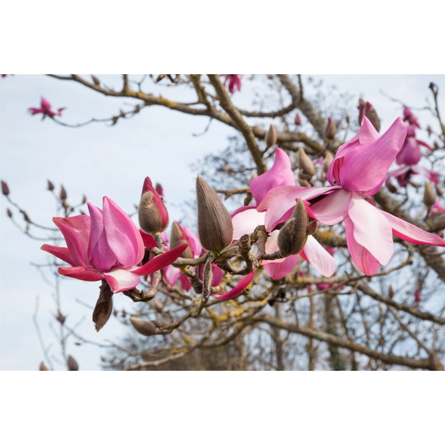 Magnolia 'Felix Jury' Magnolie 40-60 cm günstig online kaufen