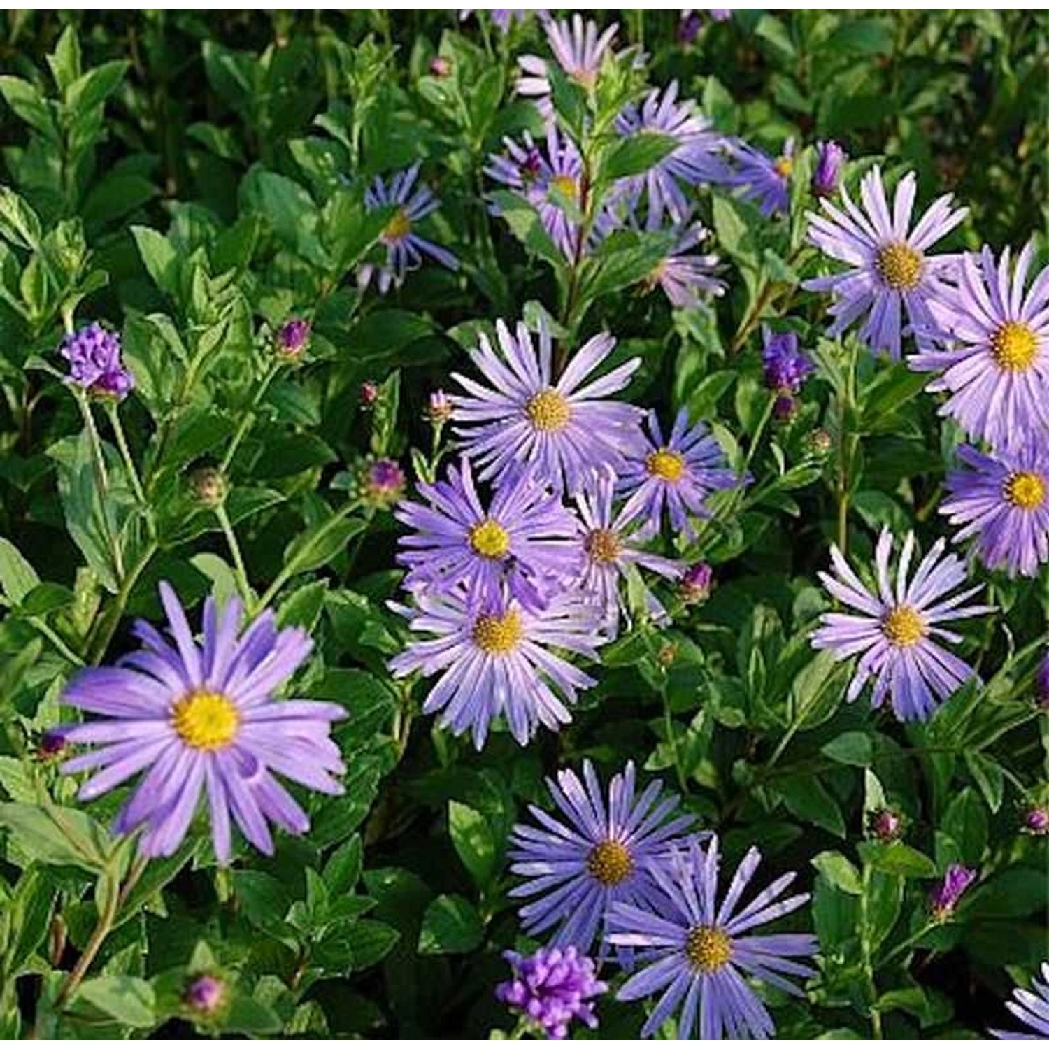 Berg Aster Mönch - Aster frikartii günstig online kaufen