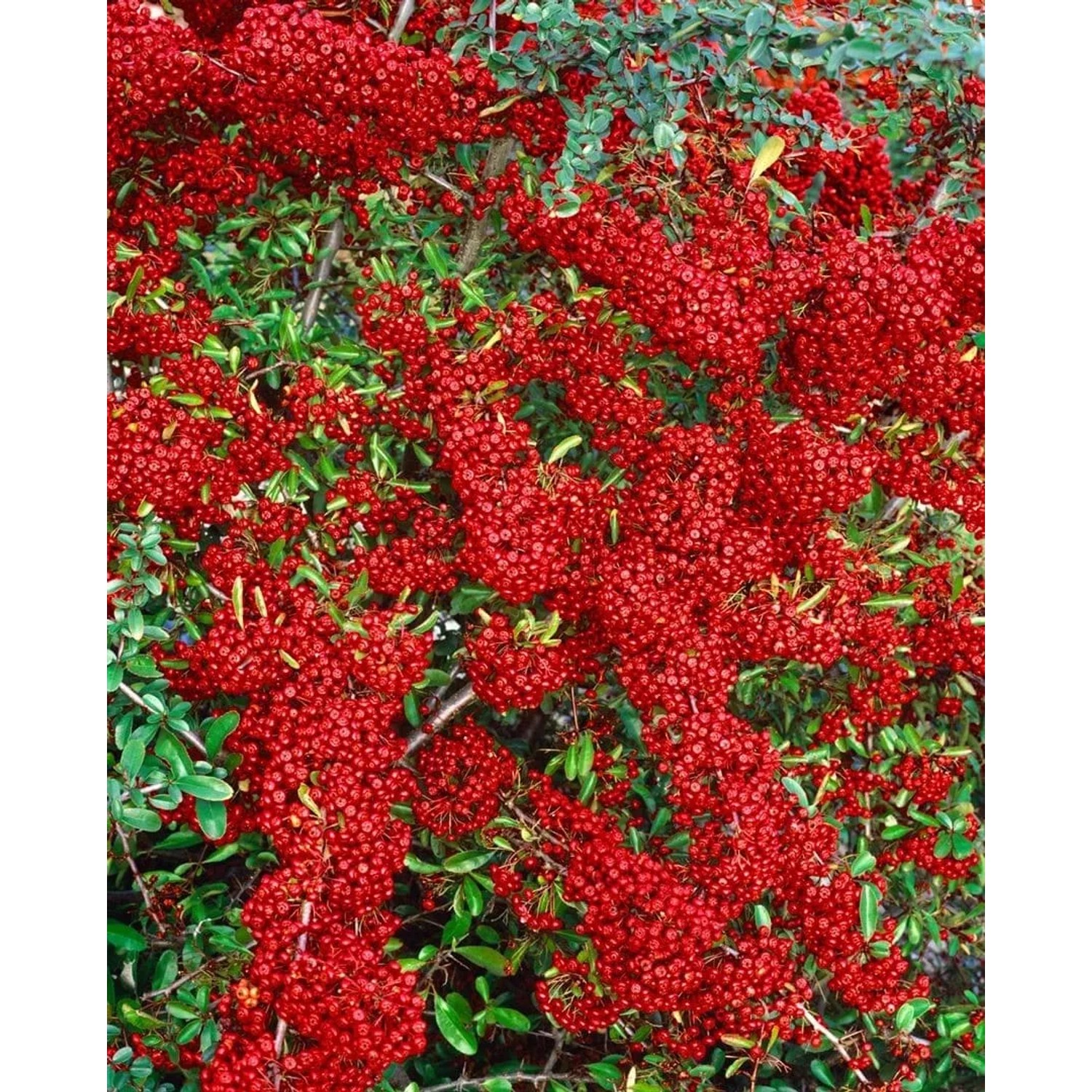 Pyracantha 'Saphyr Rouge' -R- 60-80 cm