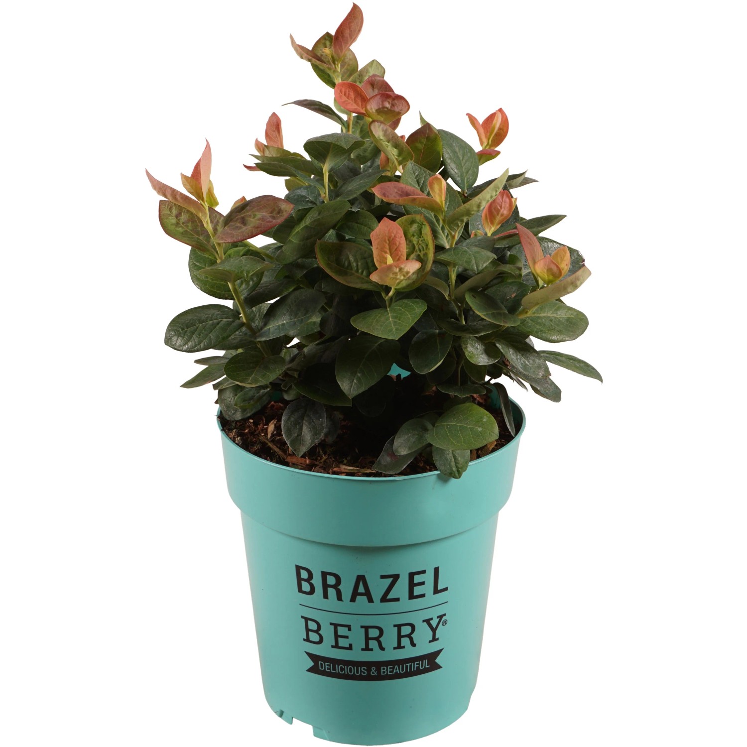 Heidelbeere "Peach Sorbet" Höhe ca. 20 cm Topf ca. 2,8 l Vaccinium BrazelBerry