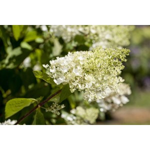 Nahaufnahme der weißen Blüten der Rispenhortensie 'Tardiva'. Blühende Zimmerpflanze für Beet und Garten.