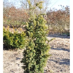 Goldgelbe Zwerg-Säuleneibe 'Goldener Zwerg', 30-40 cm, im Gartenbeet.