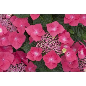 Nahaufnahme der leuchtend roten Blüten der Bauernhortensie Kardinal.