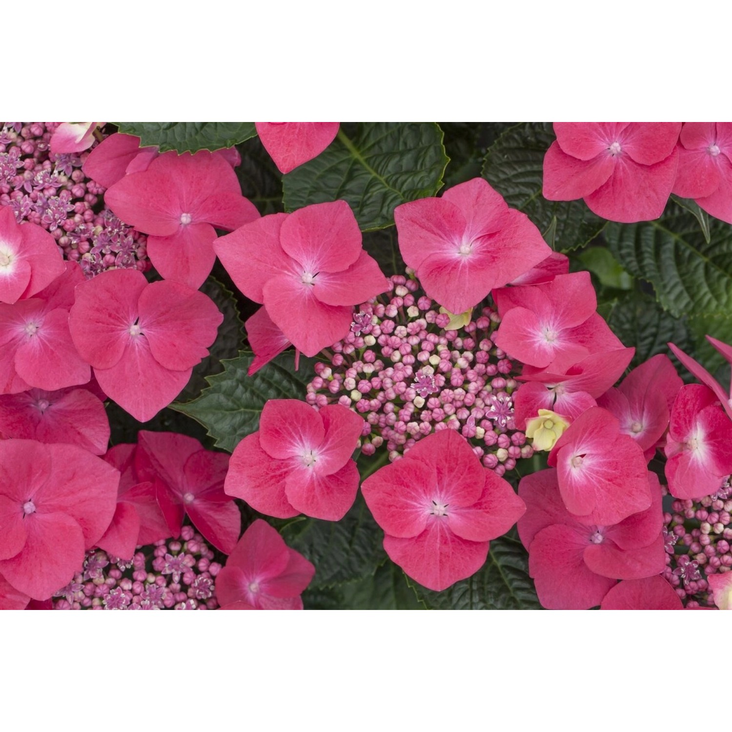 Hydrangea Macrophylla Bauernhortensie Kardinal 40-60 cm günstig online kaufen