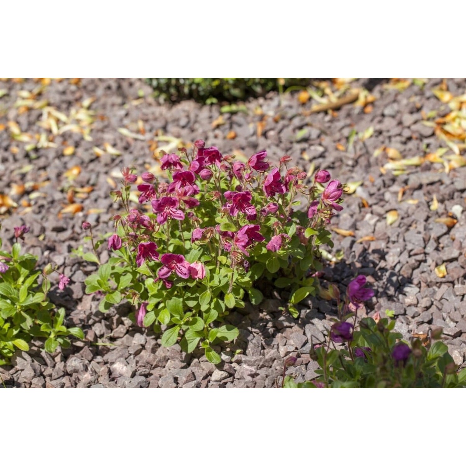Rhododendron Camtschaticum Zwerg-Rhododendron Rosa 20–25 cm günstig online kaufen