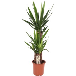GROW by OBI Palmlilie (Yucca Elephantipes), ca. 95-120 cm hoch im braunen Topf.