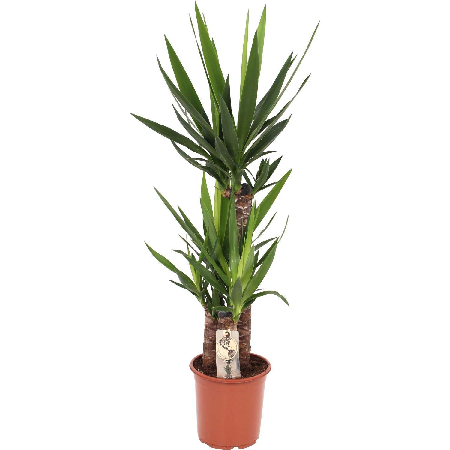 GROW by OBI Palmlilie Höhe ca. 95-120 cm Topf Ø ca. 21 cm Yucca Elephantipes