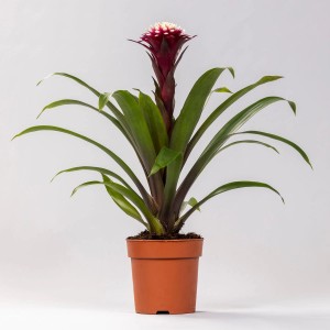 GROW by OBI Guzmanie "Francesca" im 12 cm Topf. Blühpflanze mit rot-orangen Blüten.