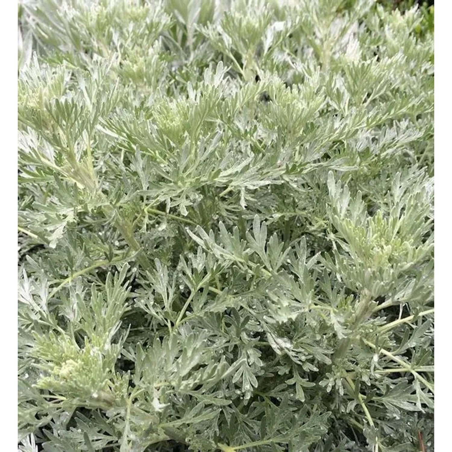 Eberraute Powis Castle - Artemisia abrotanum