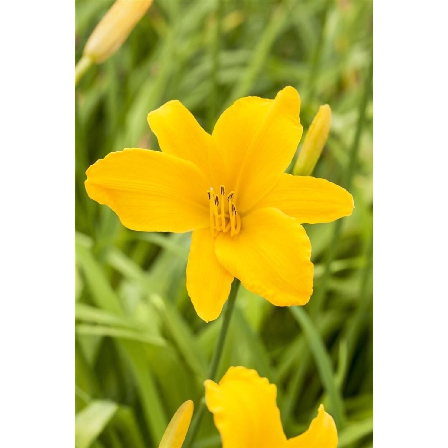 Hemerocallis X Cult. Aten Taglilie Ca. 11x11 cm Topf günstig online kaufen