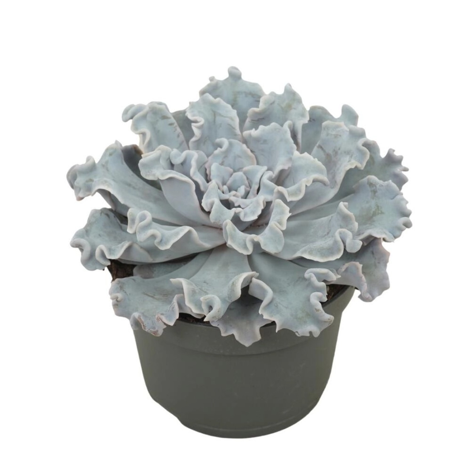 Exotenherz Gekräuseltes Rosetten Dickblatt Echeveria Crispy Beauty Pflegeleichte Sukkulente 12cm Topf