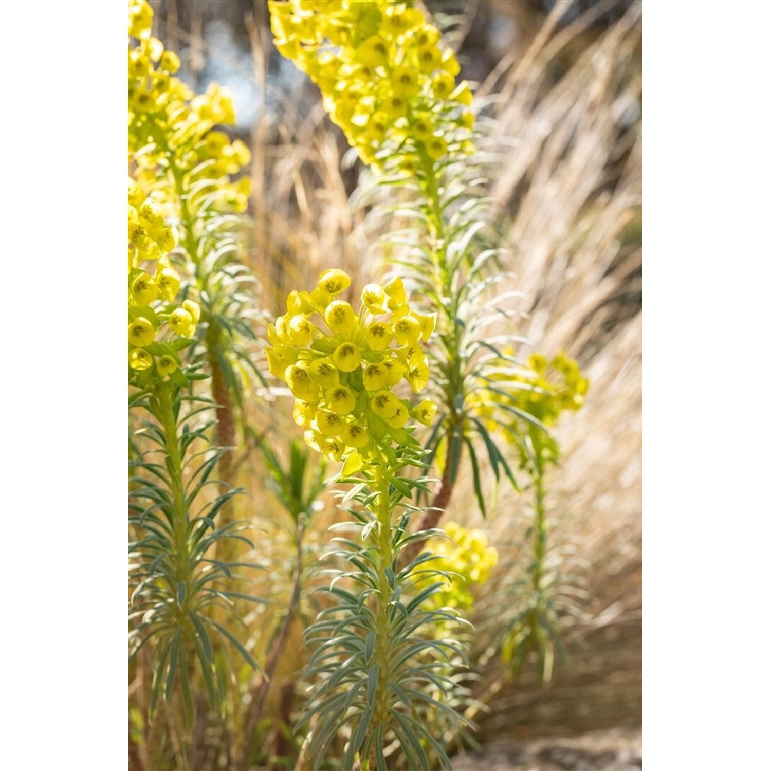 Euphorbia Characias Char. Humpty Dumpty Mittelmeer Wolfsmilch Ca. 11x11 cm günstig online kaufen