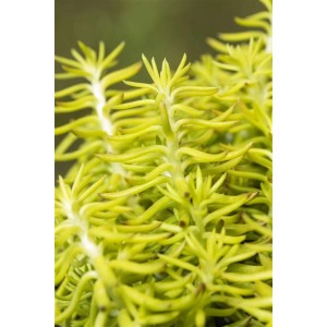 Detailaufnahme der Tripmadam Sukkulente (Sedum Reflexum) im 9x9 cm Topf. Grüne, nadelartige Blätter.