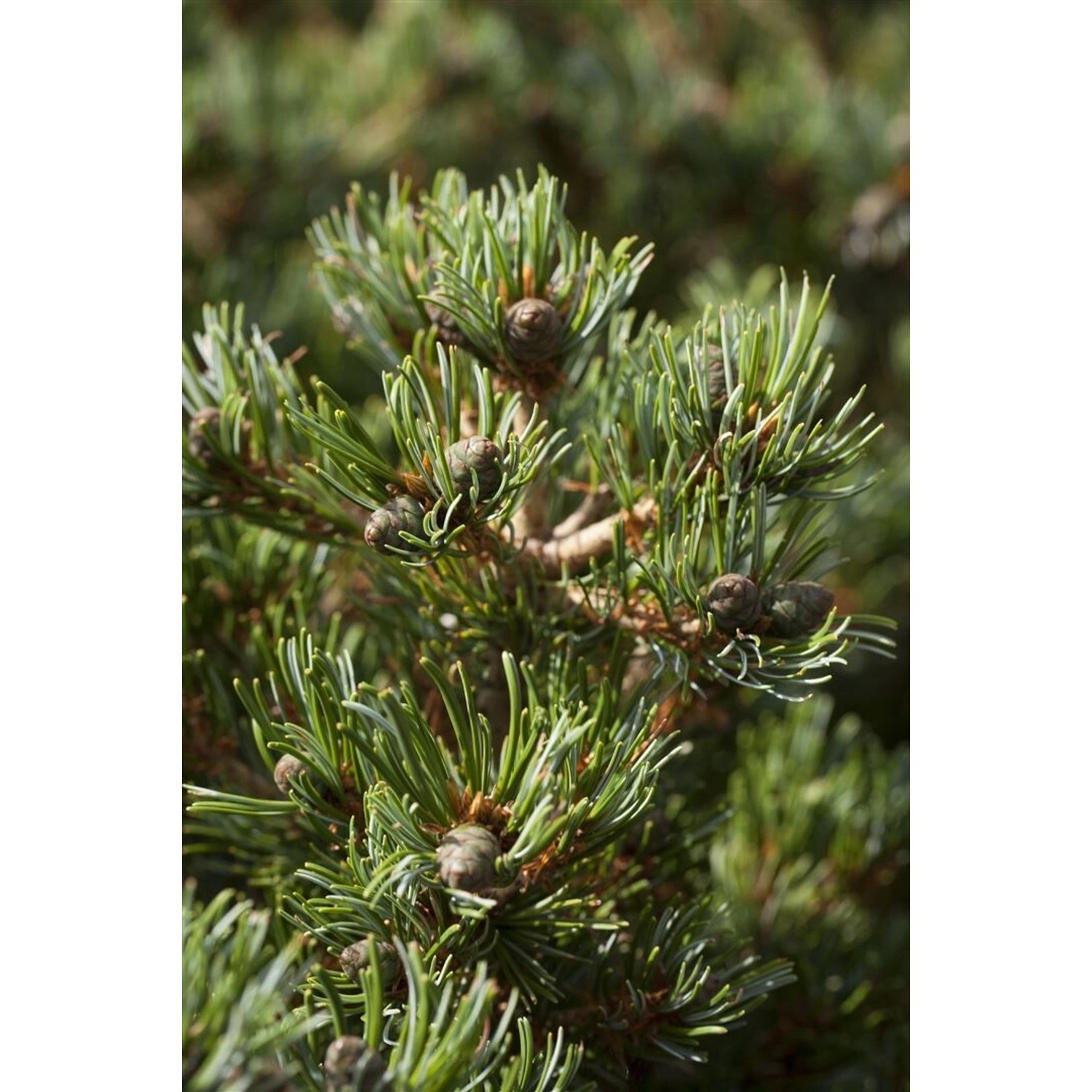 Pinus Parviflora Hagoromo Japanische Kiefer 25–30 cm günstig online kaufen