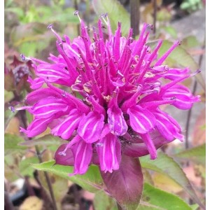 Rosen Monarde - Monarda fistulosa
