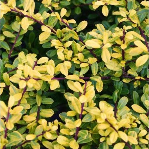 Gelb-grüne Stechpalme (Ilex crenata 'Golden Gem') als Strauch im Detail.