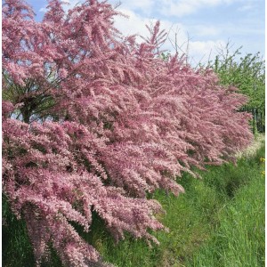 Tamariske 'Tetrandra' mit rosa Blüten, 100–150 cm hoch, im Garten.