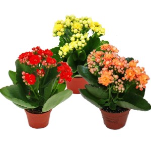 Exotenherz Minikalanchoe Rosalina Set, 3 Pflanzen in rot, gelb und orange im Topf.