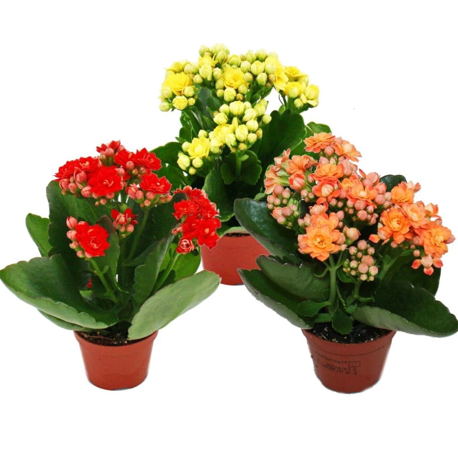 Exotenherz Minikalanchoe Rosalina Set mit 3 Verschiedene Pflanzen Flammendes Käthchen 5,5cm Topf