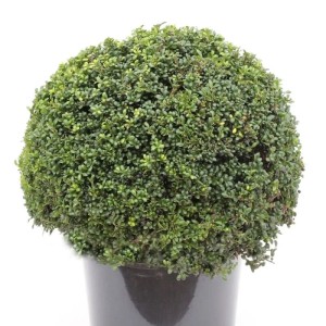 Kugelförmige, japanische Stechpalme Ilex Glori Gem im Topf.