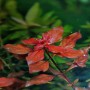 Rote Dennerle Aquariumpflanze Ludwigia Spec. Super Red im Aquarium.