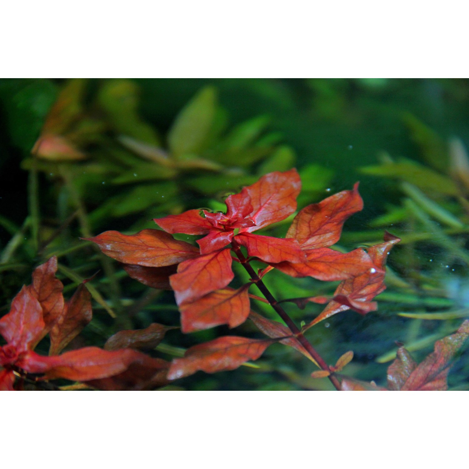 Rote Dennerle Aquariumpflanze Ludwigia Spec. Super Red im Aquarium.