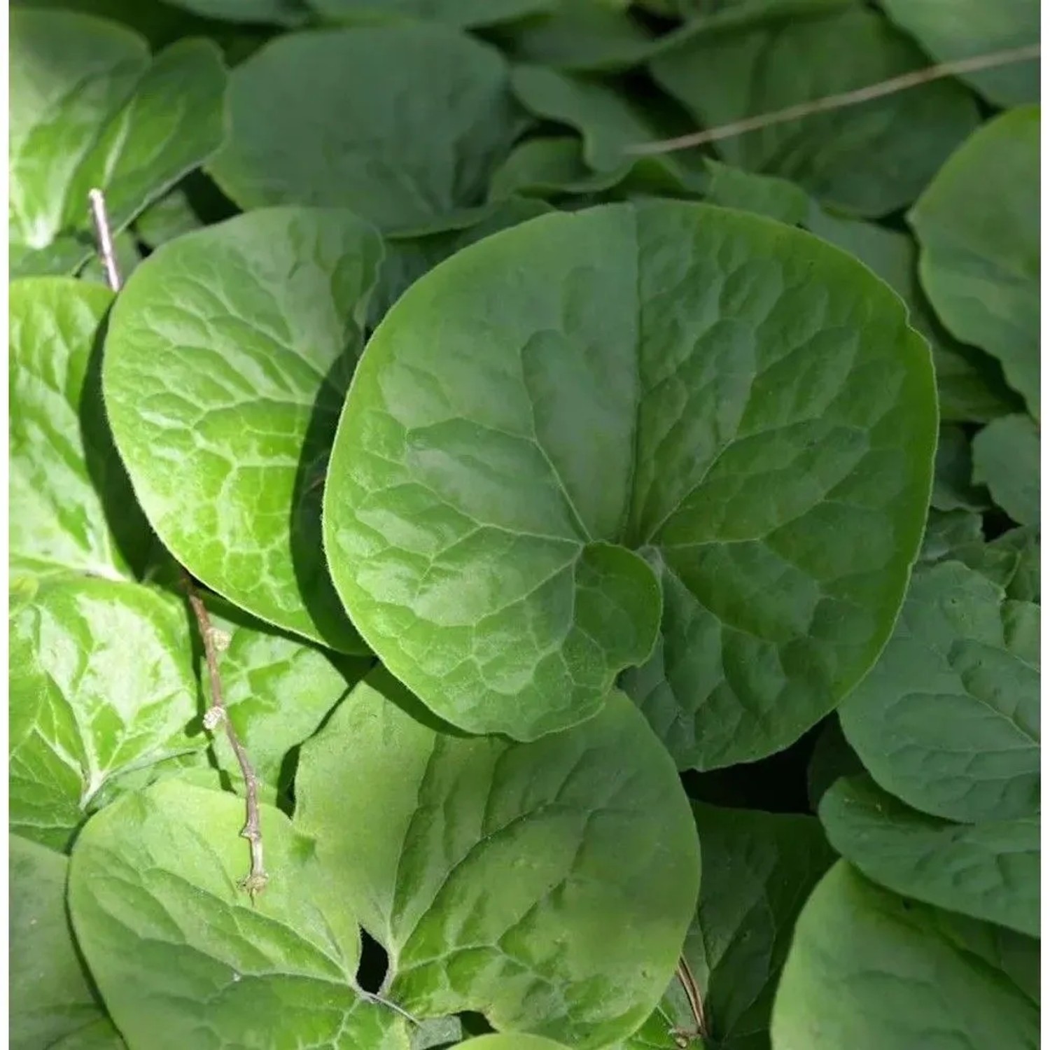 Kanadische Haselwurz - Asarum canadense