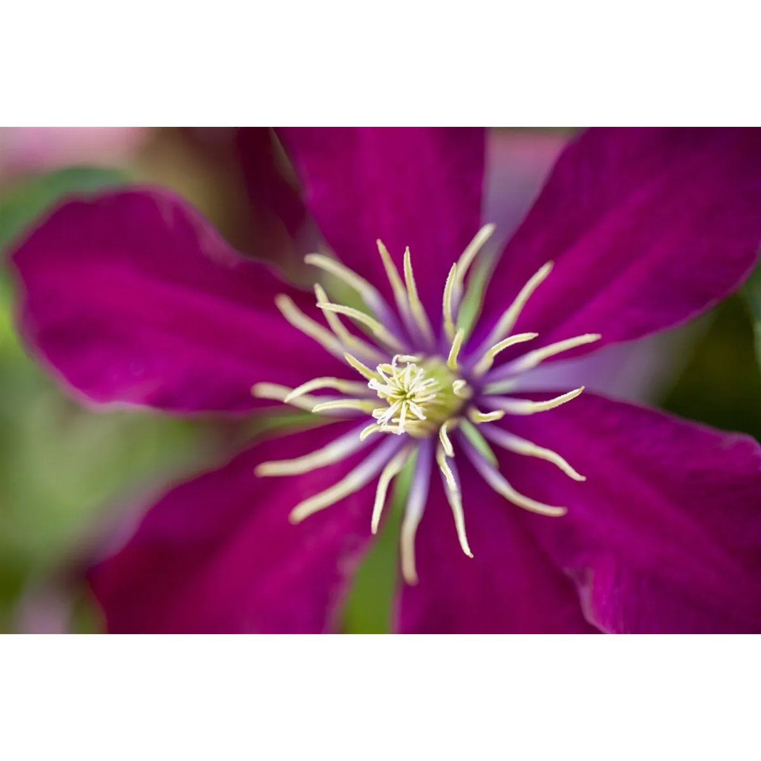 Nahaufnahme einer dunkelroten Clematis Niobe Blüte mit gelben Staubgefäßen.