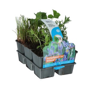 Teichpflanzen-Set, 6 blühende Pflanzen im Topf, ideal für die Gestaltung Ihres Gartenteichs.