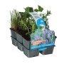 Teichpflanzen-Set, 6 blühende Pflanzen im Topf, ideal für die Gestaltung Ihres Gartenteichs.