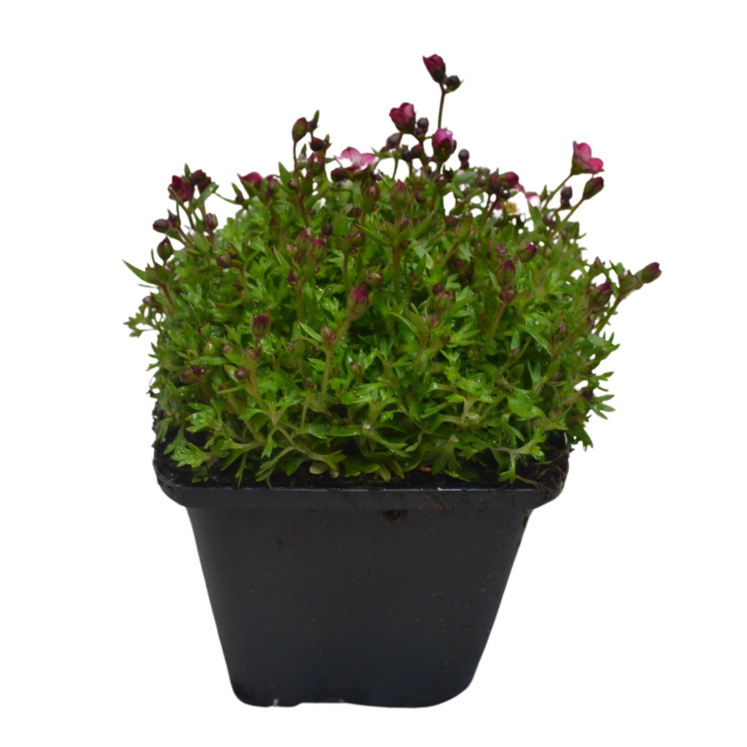 Moossteinbrech Rosenzwerg Rosa Topf-Ø ca. 9 cm x 9 cm Saxifraga