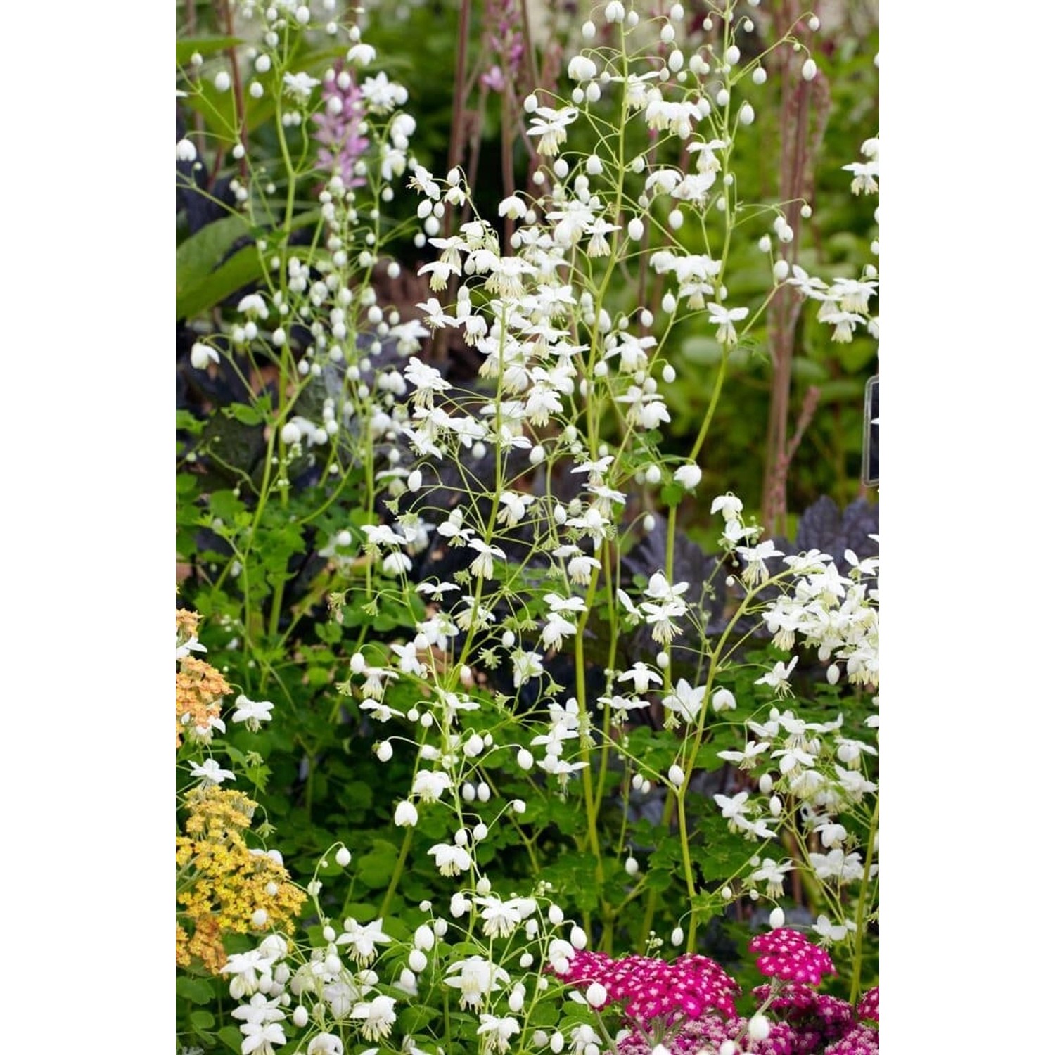 Thalictrum Delavayi Splendide White Wiesenraute Ca. 11x11 cm Topf günstig online kaufen
