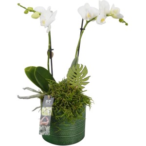 Orchideen-Arrangement im grünen Keramiktopf, Topf-Ø ca. 14 cm, mit weißen Blüten.