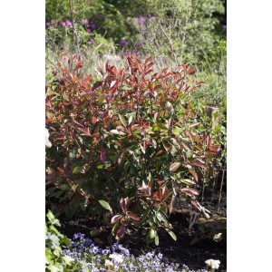 Buschige Glanzmispel 'Red Robin' (100–125 cm) mit roten und grünen Blättern im Garten.