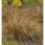 Fuchsrote Segge (Carex buchananii), Ziergras mit braun-roten Halmen im Garten.