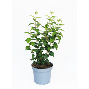 Baumfink Gefüllter Pfeifenstrauch Little White Love als Topfpflanze 40-60cm