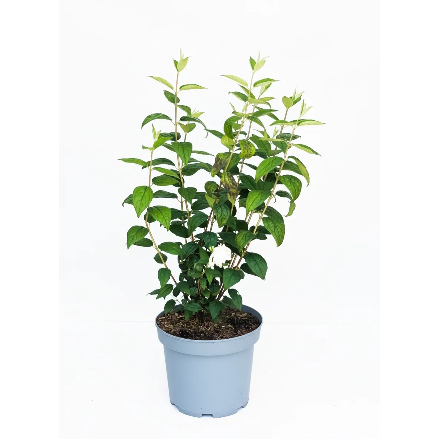 Baumfink Gefüllter Pfeifenstrauch Little White Love als Topfpflanze 40-60cm