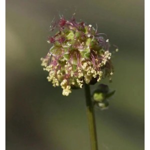 Kleiner Wiesenknopf - Sanguisorba minor