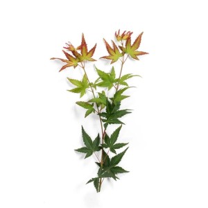 Zweig des Acer Palmatum Little Princess mit grünen und roten Blättern.