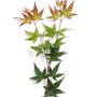 Zweig des Acer Palmatum Little Princess mit grünen und roten Blättern.