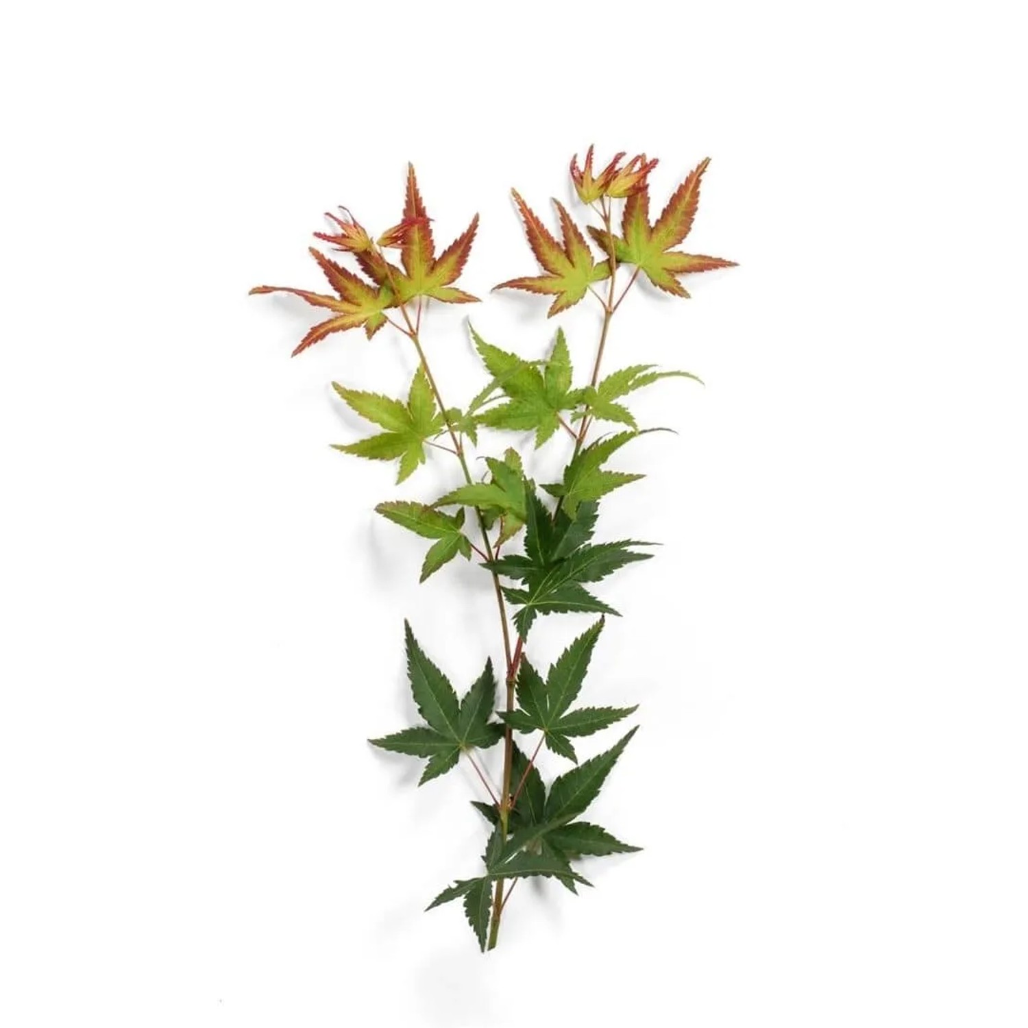 Zweig des Acer Palmatum Little Princess mit grünen und roten Blättern.