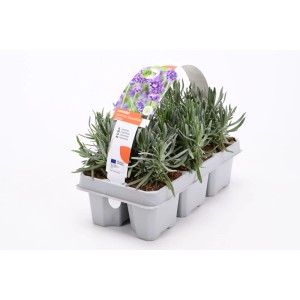 GROW by OBI Lavendel "Hidcote" 6er-Pack Lavandula angustifolia