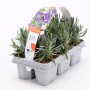 6er-Pack GROW by OBI Lavendel Hidcote (Lavandula angustifolia) im Anzuchtbehälter.