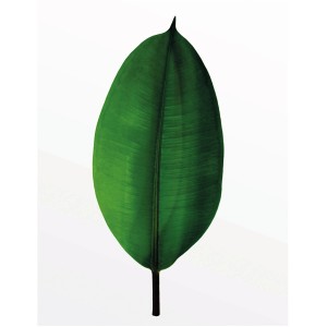 Komar Wandbild: Grünes Ficus Blatt, 40x50 cm. Dekoratives Bild für Wohnräume.