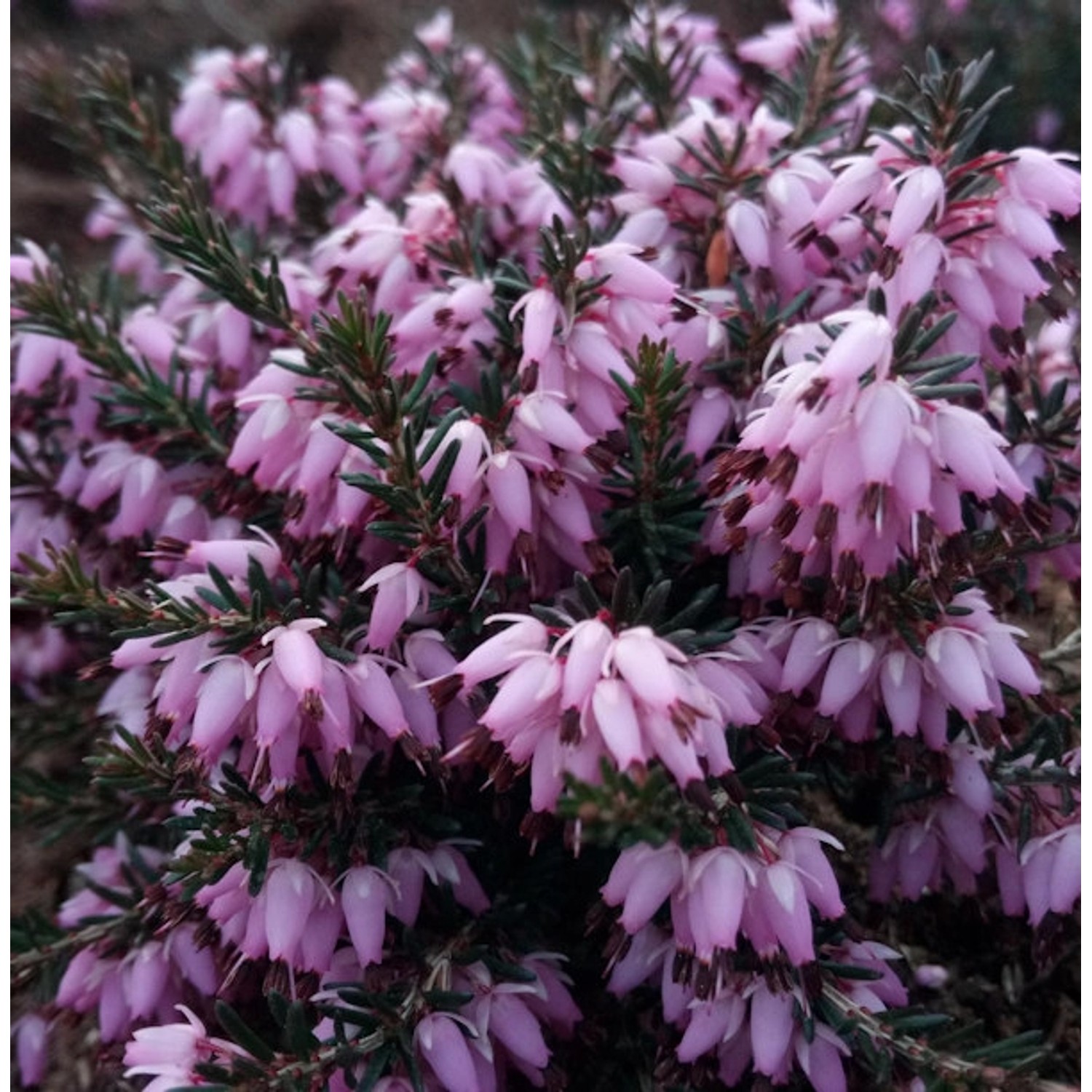 10x Winterheide Rogenta - Erica carnea günstig online kaufen