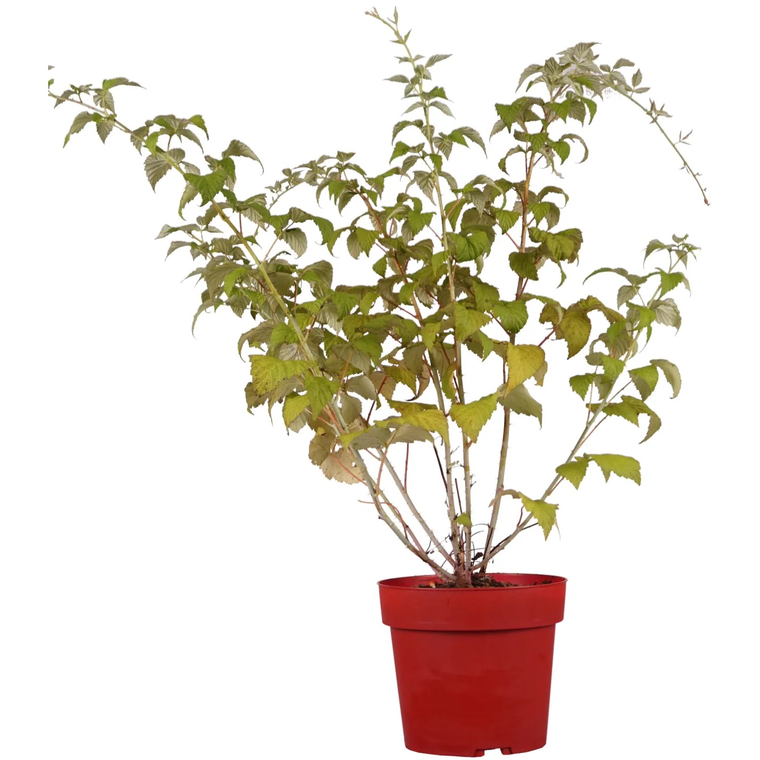 Himbeere "Black Jewel" Höhe ca. 30 cm Topf ca. 3,4 l Rubus idaeus