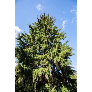Westamerikanische Hemlocktanne (Tsuga heterophylla), 60-80 cm, immergrüner Hausbaum für Garten und Hecke.