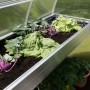 KGT Pflanzwanne Rhodo III aus Alu, bepflanzt mit Salat und Kohlrabi im Gewächshaus.